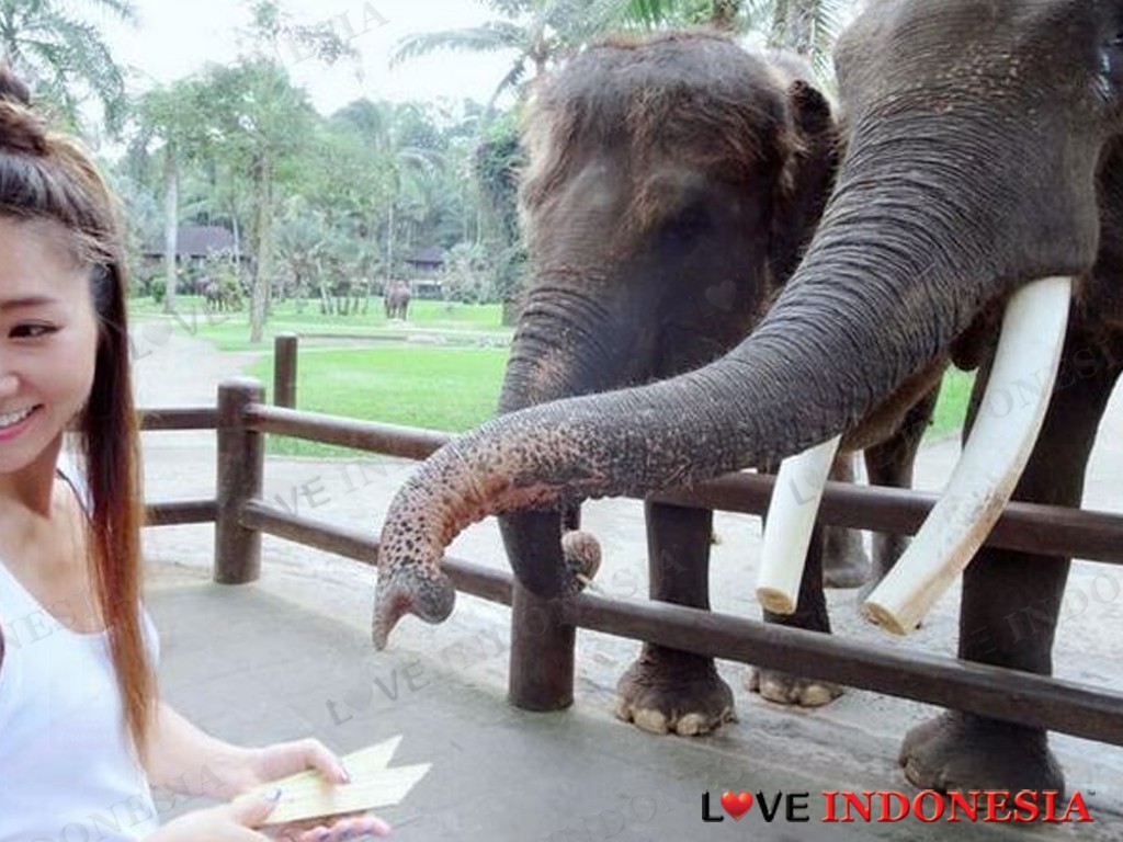 Ternyata Taman Gajah Terbaik Dunia Ada di Indonesia, Lho!