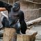 Gorila Ini Mukanya Sangar Tapi Banci Kamera, Foto-Fotonya Viral di Medsos ..