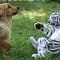 Foto Viral Anjing Bermain dengan Bayi Macan dan Singa di Kebun Binatang China ..