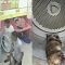 Terekam CCTV, Pria ini Tega Bunuh Kucing Bunting di Mesin Cuci, Aksinya Bikin Emosi ..