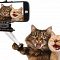 Viral Video Kucing Masuk ke Catwalk, Gayanya Mirip Model ..