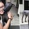 Mirip Seperti Patung Pahatan, Foto Anjing Unik dan Langka ini Viral di Medsos ..