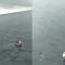 Viral Video Penyelamatan Korban Terapung di Laut Berlangsung Dramatis ..
