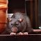 Viral Video Tikus Makan Makanan di Warteg, Ini Bahaya yang Mengintai ..