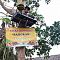 Viral Penjual Gorengan di Atas Pohon, Netizen: Ada yang Mudah Malah Dipersulit ..