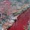 47.000 Babi Dimusnahkan, Bikin Sungai Imjin Memerah ..
