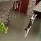 Viral Kucing Nekat Berenang di Banjir ..