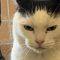 Dijuluki 'Kucing Terburuk di Dunia' Iklan Adopsi ini Viral ..