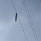 Viral Bocah Perempuan Bergelantungan di Kabel Sutet Setinggi 15 Meter ..