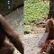 Orangutan Heboh Main Gelembung Sabun di Tengah Pandemi Corona ..