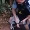 Viral Video Polisi Australia Tendang Pemuda Aborigin ..