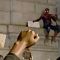 Viral Spider-Man Muncul saat Demonstrasi di AS ..