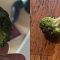 Pria Ini Viral Setelah Pelihara 7 Ulat yang Ditemukan di Brokolinya ..