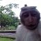 Viral, Monyet Ini Curi Handphone untuk Selfie ..