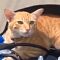 Viral Video Kucing Naik Motor, Netizen: Kucing Oren Semakin di Depan ..