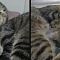 Viral Video Kucing Tidur di Dalam Kulkas, Bikin Warganet Heran ..