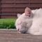 Netizen Marah Lihat Video Viral Pria Bunuh Kucing: Kejam dan Sadis ..
