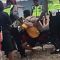 Viral Bocah di Toraja Utara Menangis Histeris dan Peluk Motor Tak Mau Ditilang Polisi ..