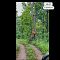 Viral Video Harimau di Hutan Kedungjati Grobogan Ternyata Hoaks ..