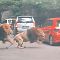Viral 2 Singa di Taman Binatang Bertarung hingga Tabrak Mobil Pengunjung ..