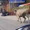 Viral! Sapi Lari di Jalanan Tangsel, Nyaris Seruduk Pemotor ..