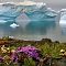 Heboh Bunga Mekar di Antartika karena Pemanasan Global, Ternyata Ini Faktanya ..