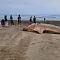 Heboh Ikan Duyung Terdampar di Perairan Pantai Lebak Selatan, Jadi Tontonan Warga ..