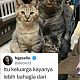 3 Potret Keluarga Kucing Cemara yang Viral di TikTok