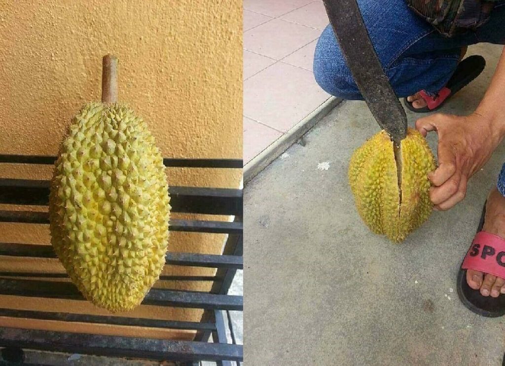 Pria Ini Beli Durian dengan Harga 15 Ribu, Ketika Dibelah Isinya Bikin Kaget