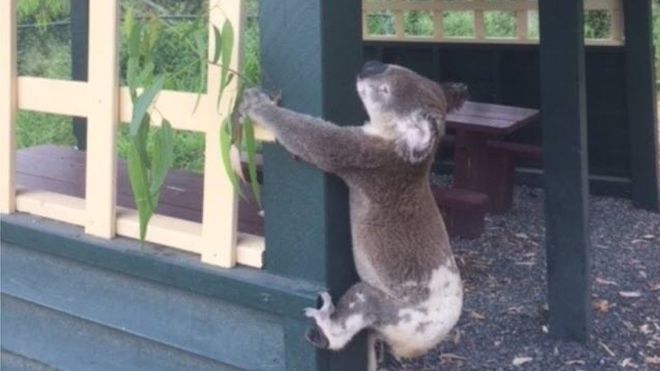 Foto Seekor Koala Dipaku ke Tiang Jadi Viral, Warga Australia Berang