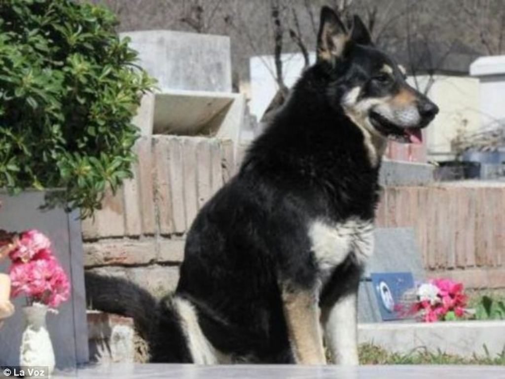 Mati Setelah 11 Tahun Tinggal Di Makam Majikannya Kisah Anjing