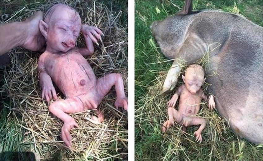 Heboh Foto Bayi Babi baru Lahir Mirip Manusia, Ternyata Ini Fakta Sebenarnya!