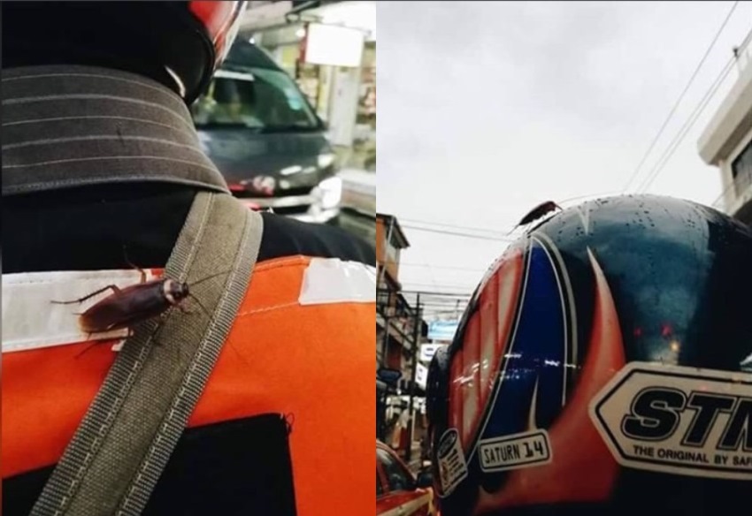 Syok Sekaligus Takut saat Tiba-Tiba Lihat Kecoa di Punggung dan Helm Tukang Ojek, Cerita Wanita ini Viral