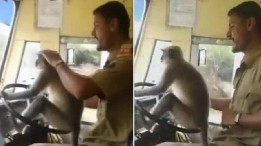 Viral Video Monyet Ikut Nyetir Bus, Sang Sopir dapat Sanksi Ini