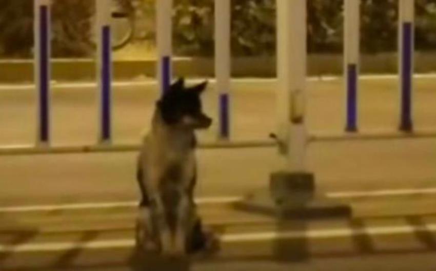 Mirip Hachiko, Kisah Anjing yang Selalu Setia Tunggu Tuannya Pulang ini Memilukan