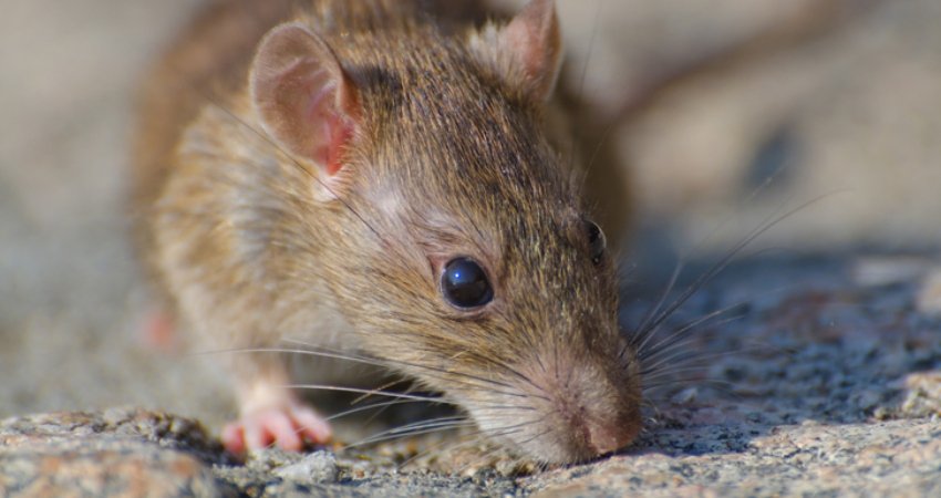 Restoran Hawai Ini Tutup Usai Video Tikus Dipanggang Jadi Viral