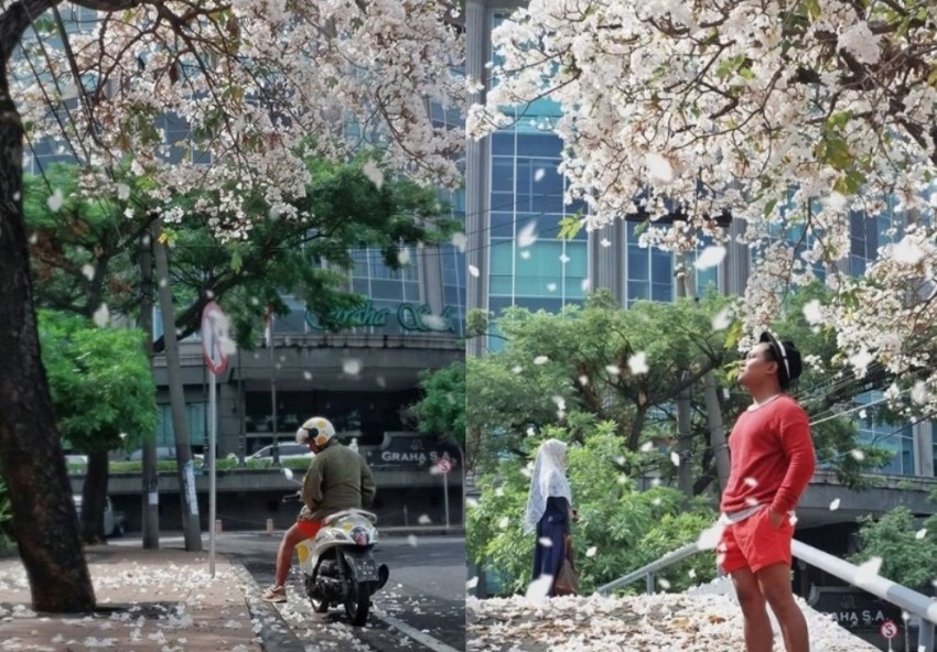 Bak Musim Sakura di Jepang, Bunga Tabebuya di Surabaya ini Viral