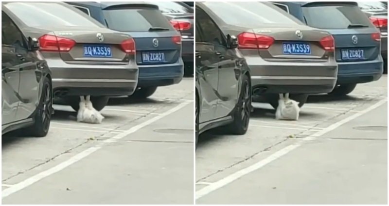 Gemas, Viral Video Kucing Sit-Up di Kolong Mobil