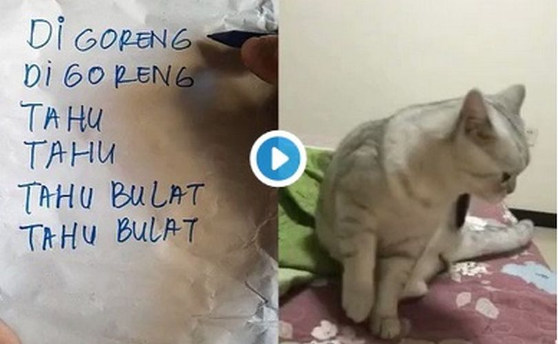 Viral Kucing Jual Tahu Bulat vs Kucing Insaf, Mana Paling Menggemaskan?