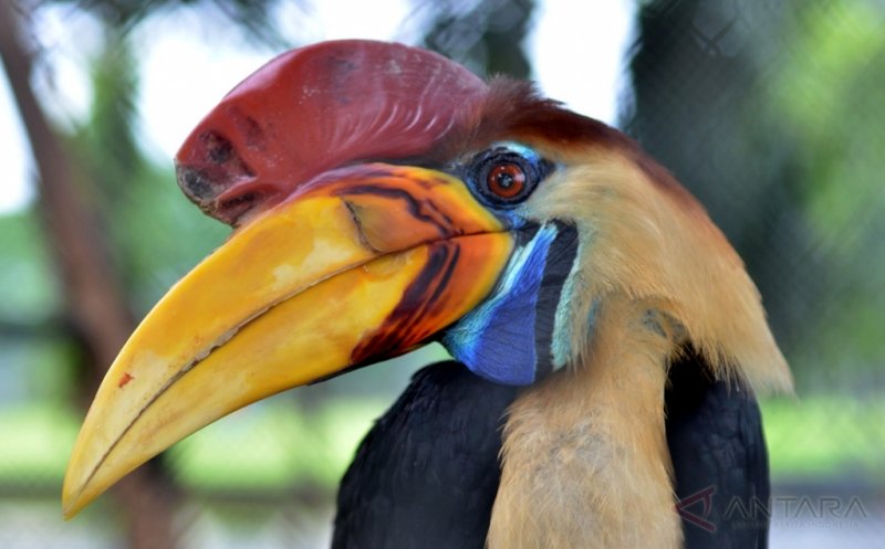 Mendadak Viral, Pemburu Burung Rangkong Ditangkap Petugas