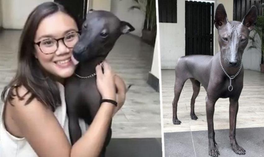 Mirip Seperti Patung Pahatan, Foto Anjing Unik dan Langka ini Viral di Medsos