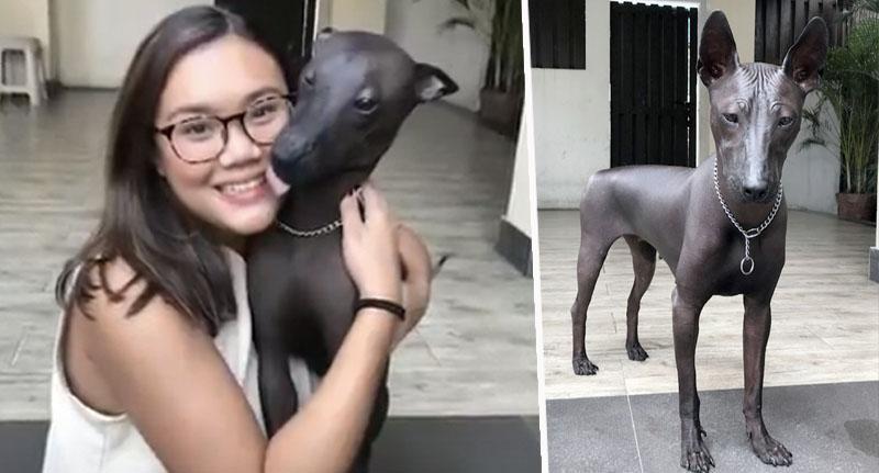 Mirip Patung Pahatan, Seekor Anjing Jenis Langka Jadi Viral di Media Sosial