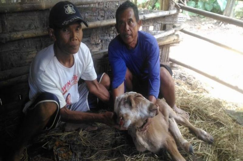 Viral Anak Sapi Berkepala Dua di Boyolali, Telinganya Ada 3!