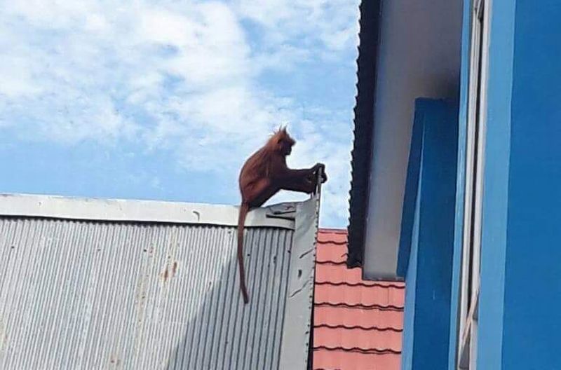 Lutung Merah Langka Nyasar Bikin Heboh PNS di Perpustakaan Kobar