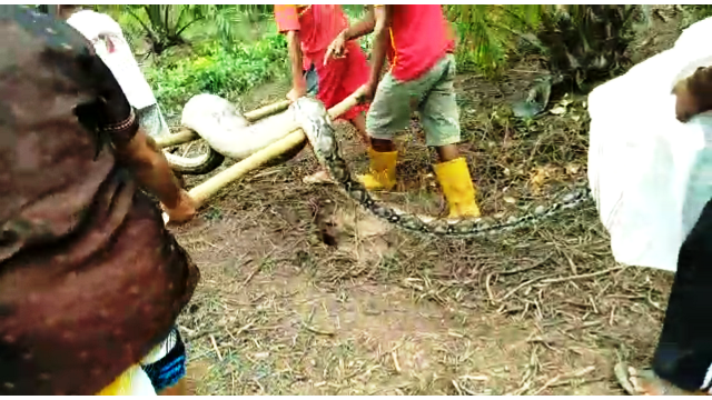 Bikin Heboh, Ular Piton 6 Meter Ditangkap di Kebon Pisang
