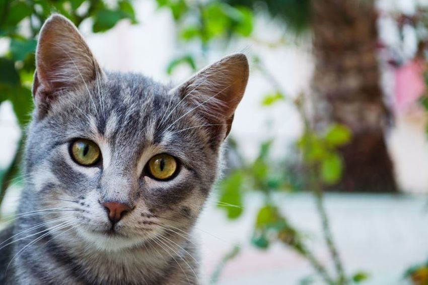 Coba Berhubungan Seks, Alat Kelamin Pria ini Tersangkut di Anus Kucing