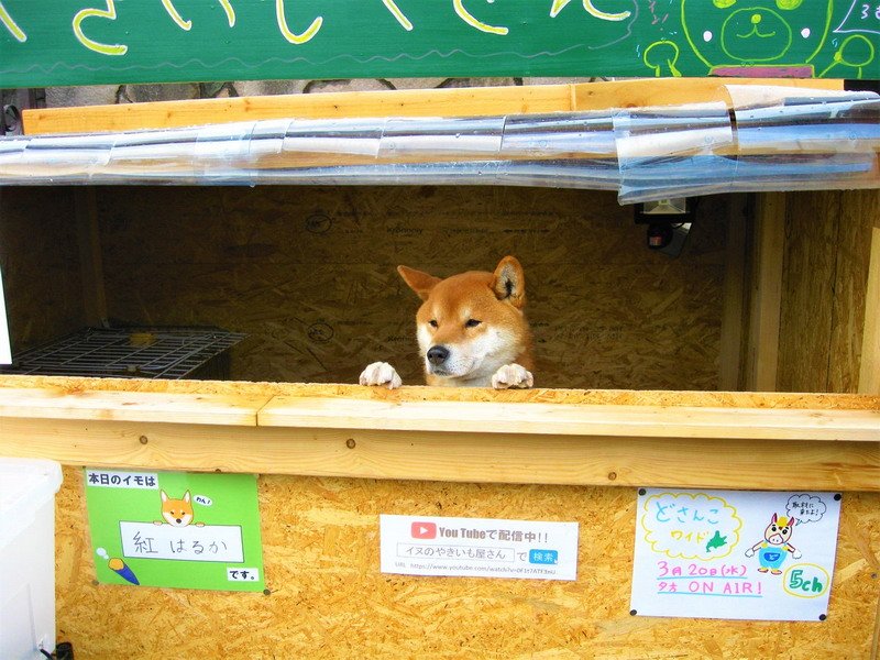 Anjing Lucu Penjaga Toko Kentang di Jepang Rebut Perhatian Warganet