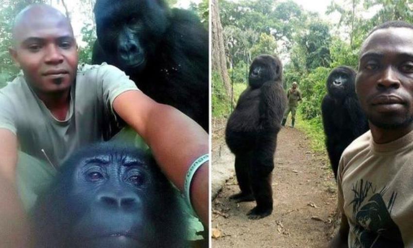 Berpose Seperti Manusia saat Selfie dengan Penjaga Hutan, Aksi Dua Gorila ini Bikin Heboh