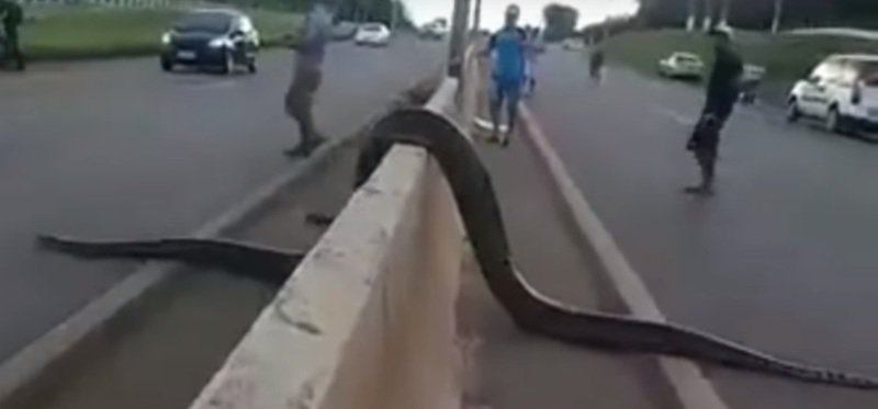 Video Seekor Anaconda Menyeberang Jalan di Brasil Jadi Viral