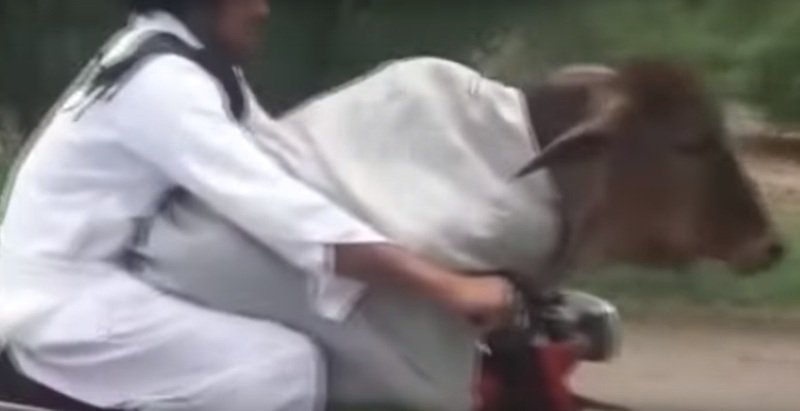 Video Sapi Dibawa Naik Motor Jadi Viral di Pakistan